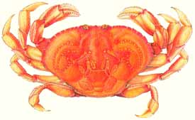 Dungeness crab