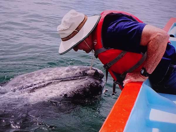 A person in a life jacket touching a whale

Description automatically generated