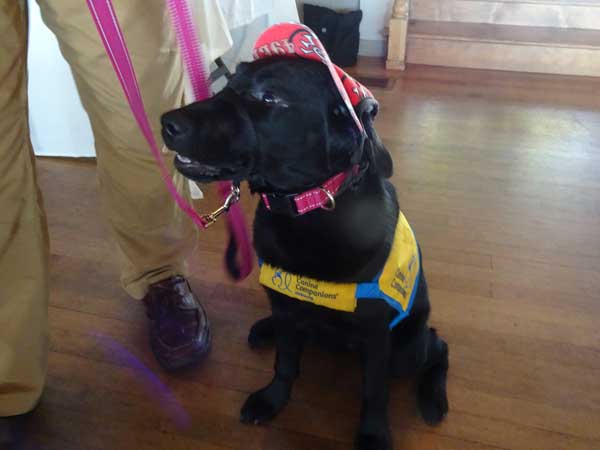 A dog wearing a hat and harness

Description automatically generated